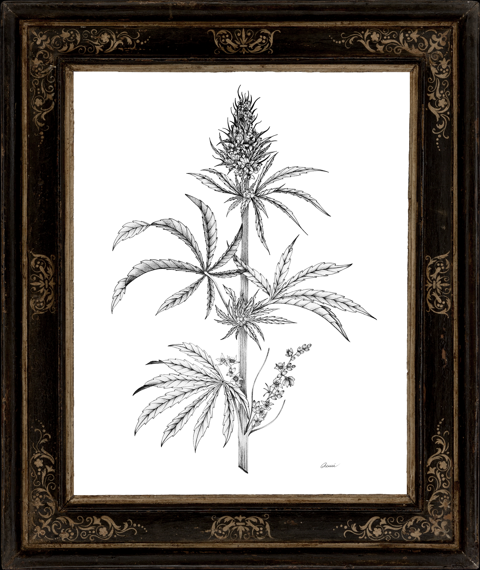 Cannabis_Frame_03-1